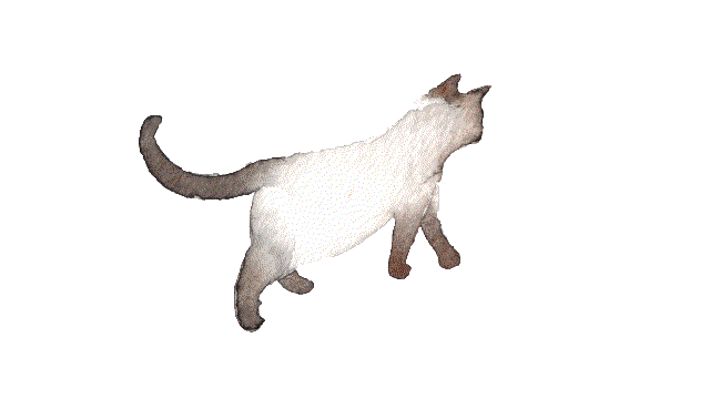 Cat Gif