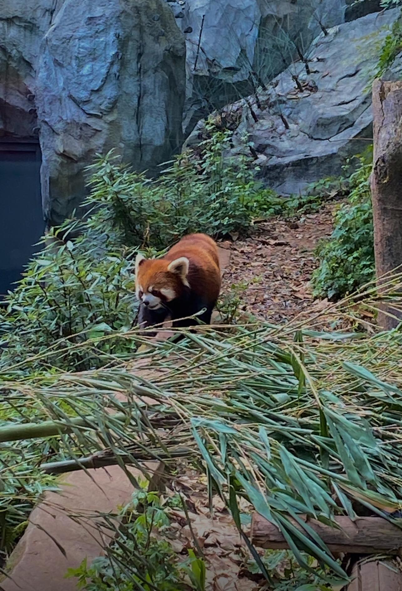 Chengdu